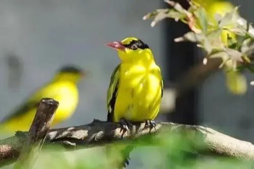 驚蟄一聲雷，葆德送春風(fēng)