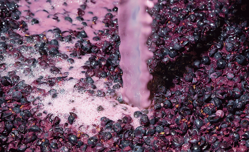 漲知識｜紅酒內有“活”的生物？內行人知道的“秘密”！