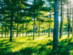 葆德數字化工業節能解決方案，用節能數據“云植樹”