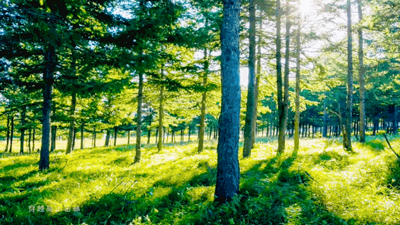 葆德數字化工業節能解決方案，用節能數據“云植樹”