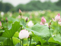 空壓機高溫停機預警！夏季維保攻略助設備降溫省成本