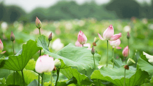 空壓機(jī)高溫停機(jī)預(yù)警！夏季維保攻略助設(shè)備降溫省成本